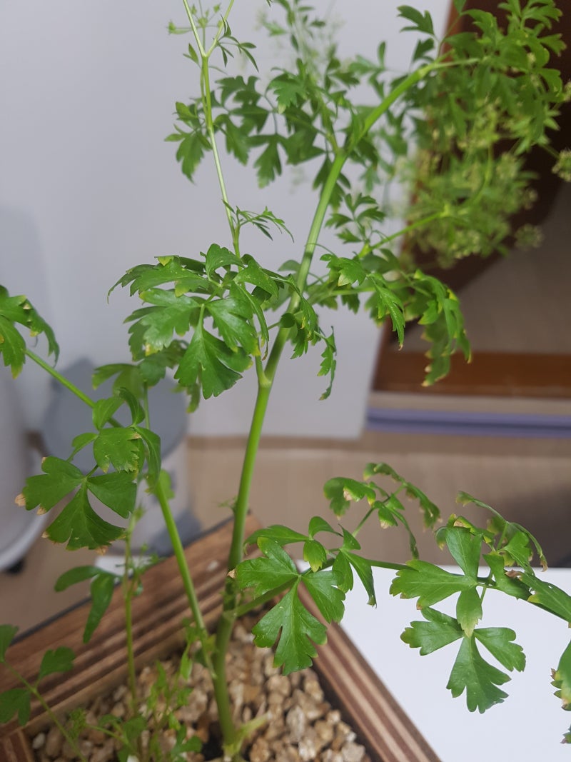 이탈리안 파슬리 : 네이버 블로그, image size:800x1067