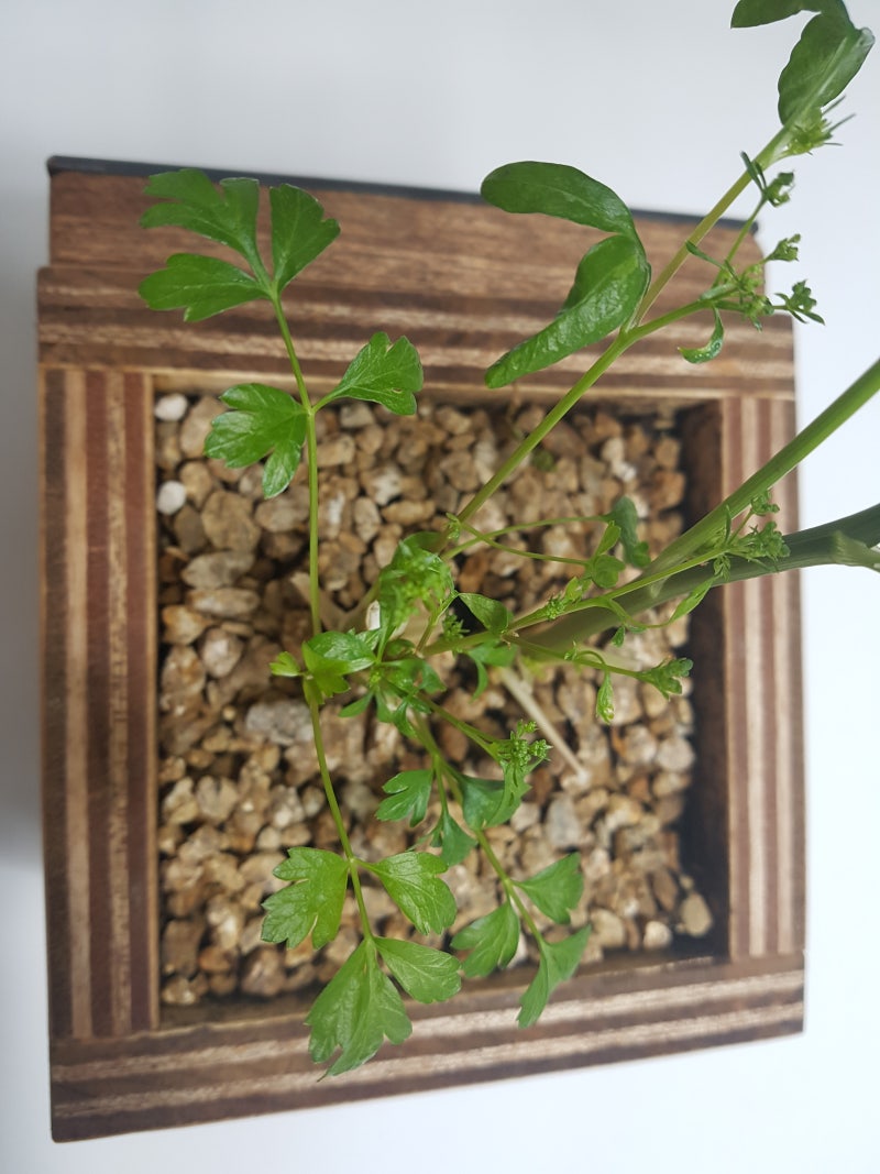 이탈리안 파슬리 : 네이버 블로그, image size:800x1067