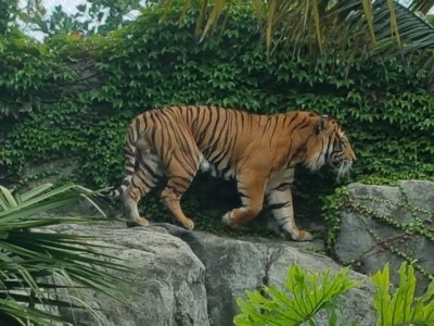 <뉴질랜드 여행기 3 - 오클랜드 동물원,뉴질랜드 동물원>