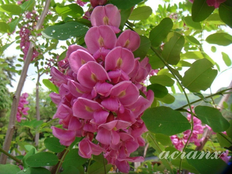 오늘의 탄생화(3월28일) 꽃아카시아나무(Robinia Hispida)입니다. : 네이버 블로그