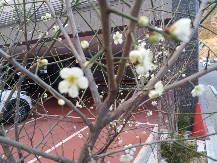  구미 강변도로 벚꽃 축제 가 시작될 것 같습니다.
