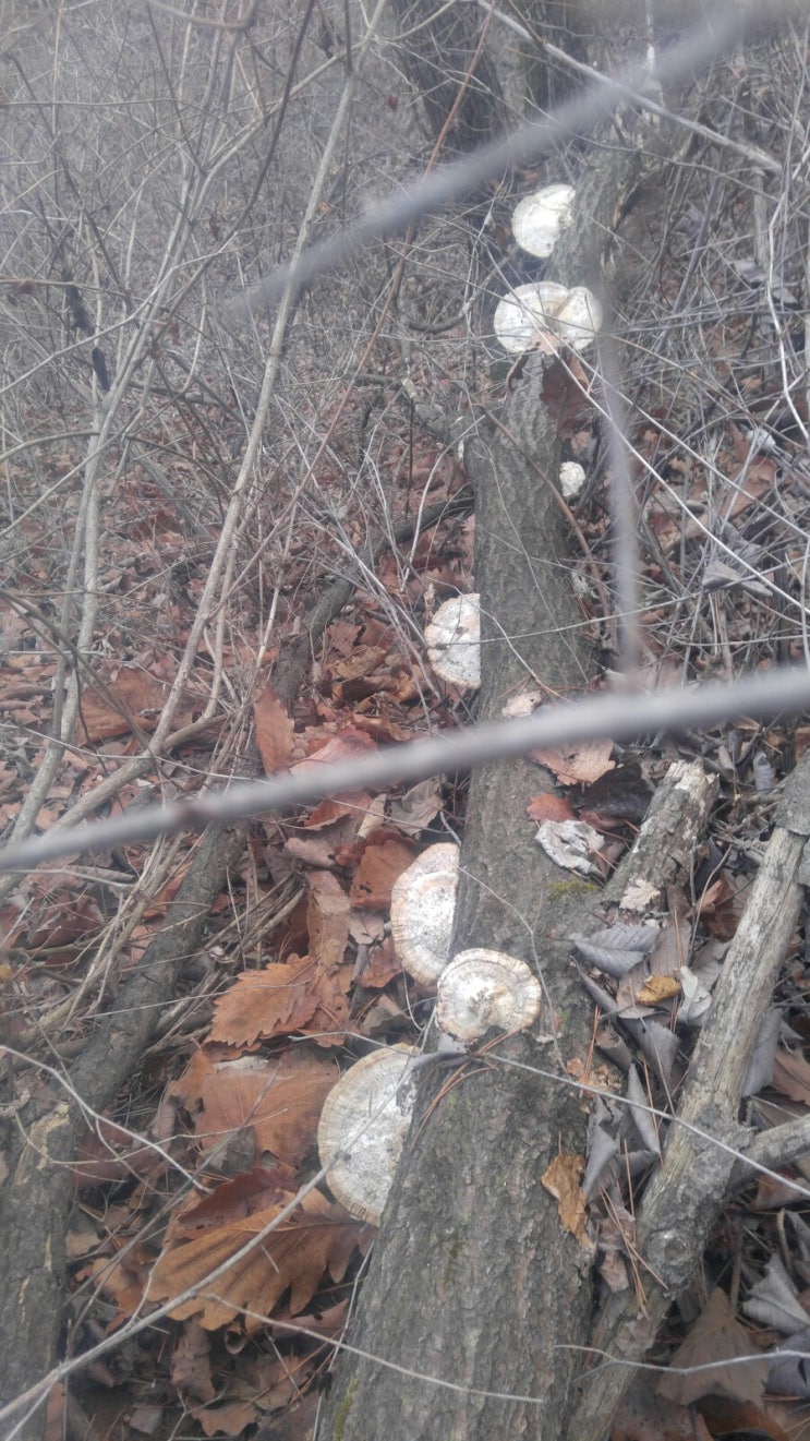 요즘 산행에서 자주 발견되는 버섯
