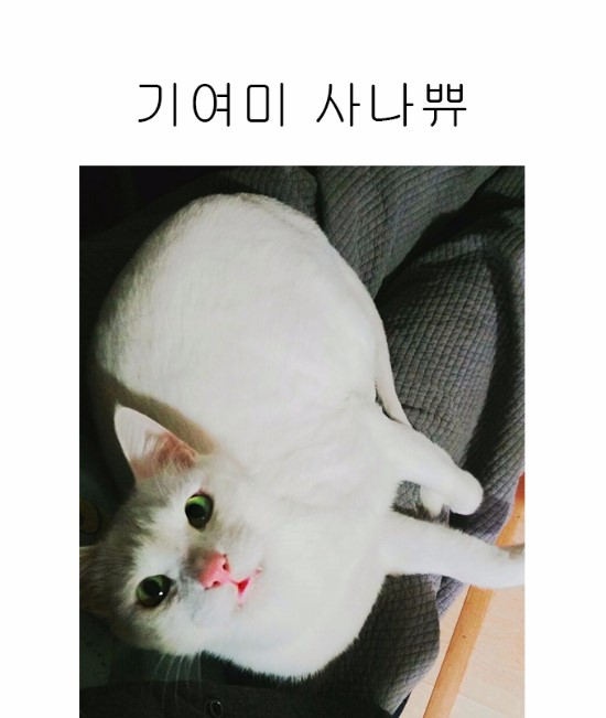  고양이님 몸상태 기록용