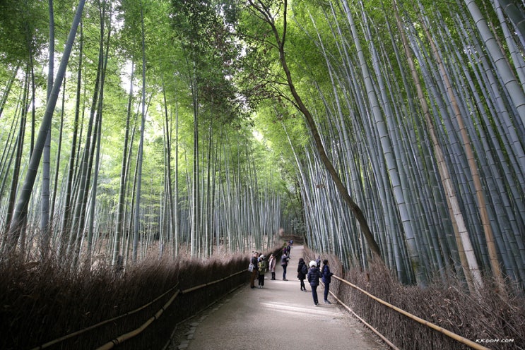 [오사카, 교토 여행] 교토 아라시야마 대나무숲(치쿠린)