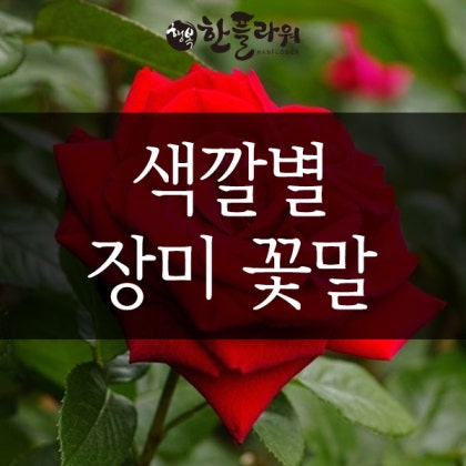 장미 꽃 종류 / 장미 색깔 별 꽃말 : 네이버 블로그