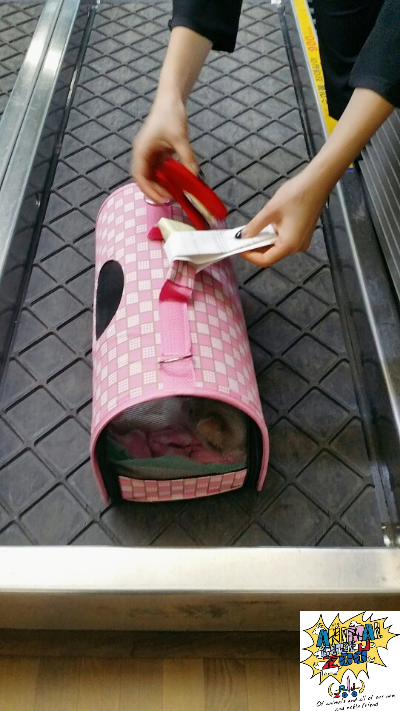  중국으로고양이데려가기/중국고양이운송/중국애완동물검역/중국고양이강아지동반여행/중국강아지고양이동반출국/중국으로애완동물/반려견데려가기중국동물검역계류