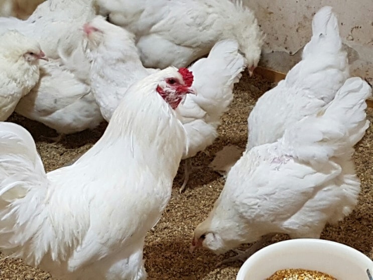  청계닭 원조 아메라우카나