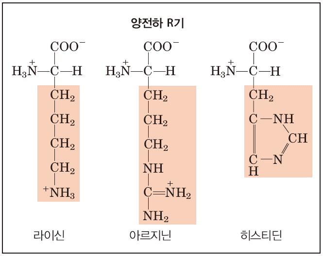 히스티딘의 적정 곡선