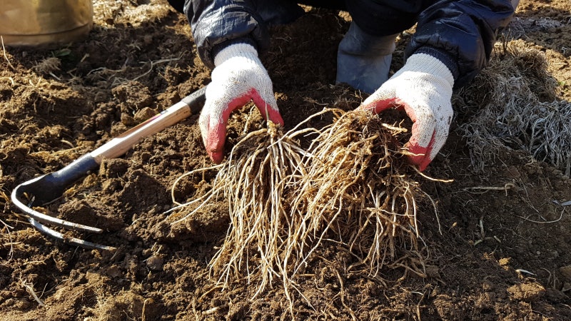 삼베뿌리 그리고 모종 재배방법 3