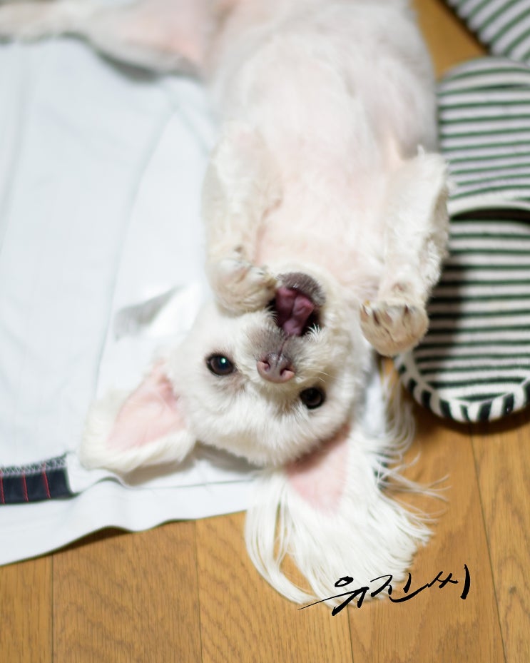  [니콘 D750+58N] 스냅 #4 귀염 터지는 말티즈