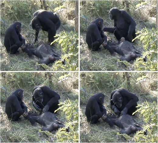 시신 닦아주며 추모…침팬지도 장례의식 치른다 (연구)
