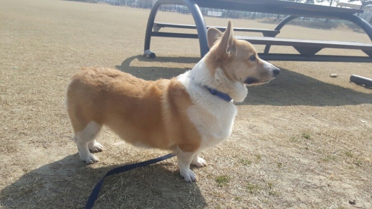  팸브록웰시코기 마루와 산 to the 책 Time!! 《노즈워크》 네이버밴드 : 코기홀릭 (CorgiHolic)