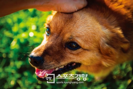 반려동물도 보험드는 시대 반려동물도 보험드는 시대