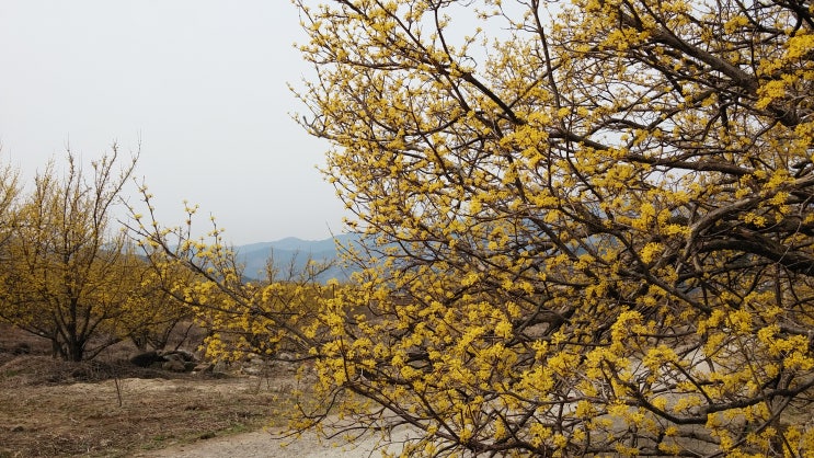 구례 산수유마을 구례 산수유꽃 축제가 한창