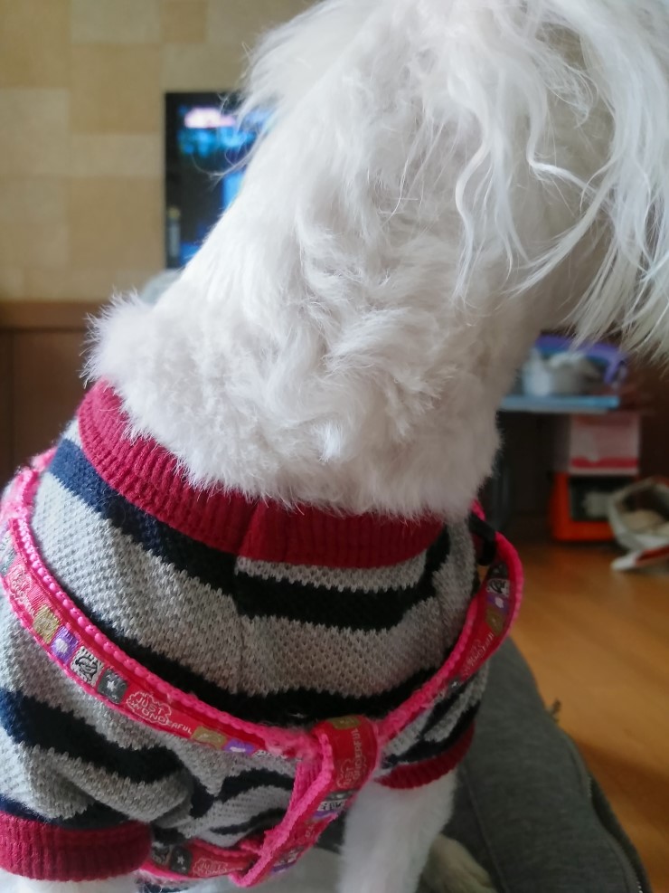  자고 일어나보니 강아지가?