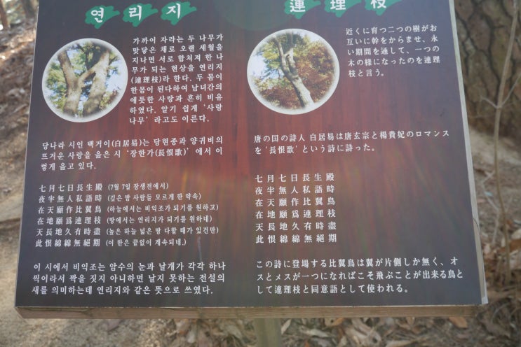  부여여행 - 부소산성의 연리지