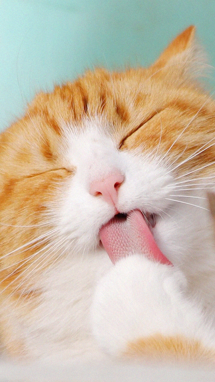 아이폰 밝은 배경화면 : 네이버 블로그, image size:750x1334