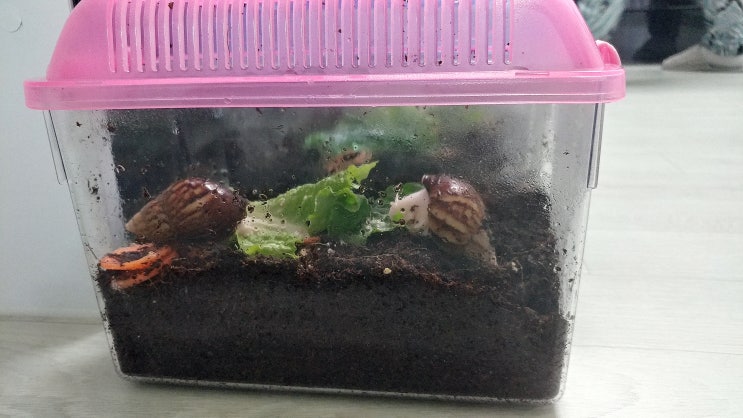  달팽이 목욕...