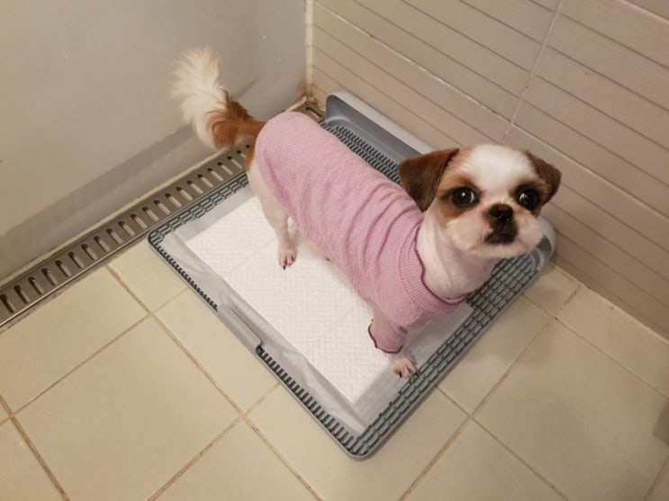  강아지 배변판 독톡배변판~! 괜찮네요