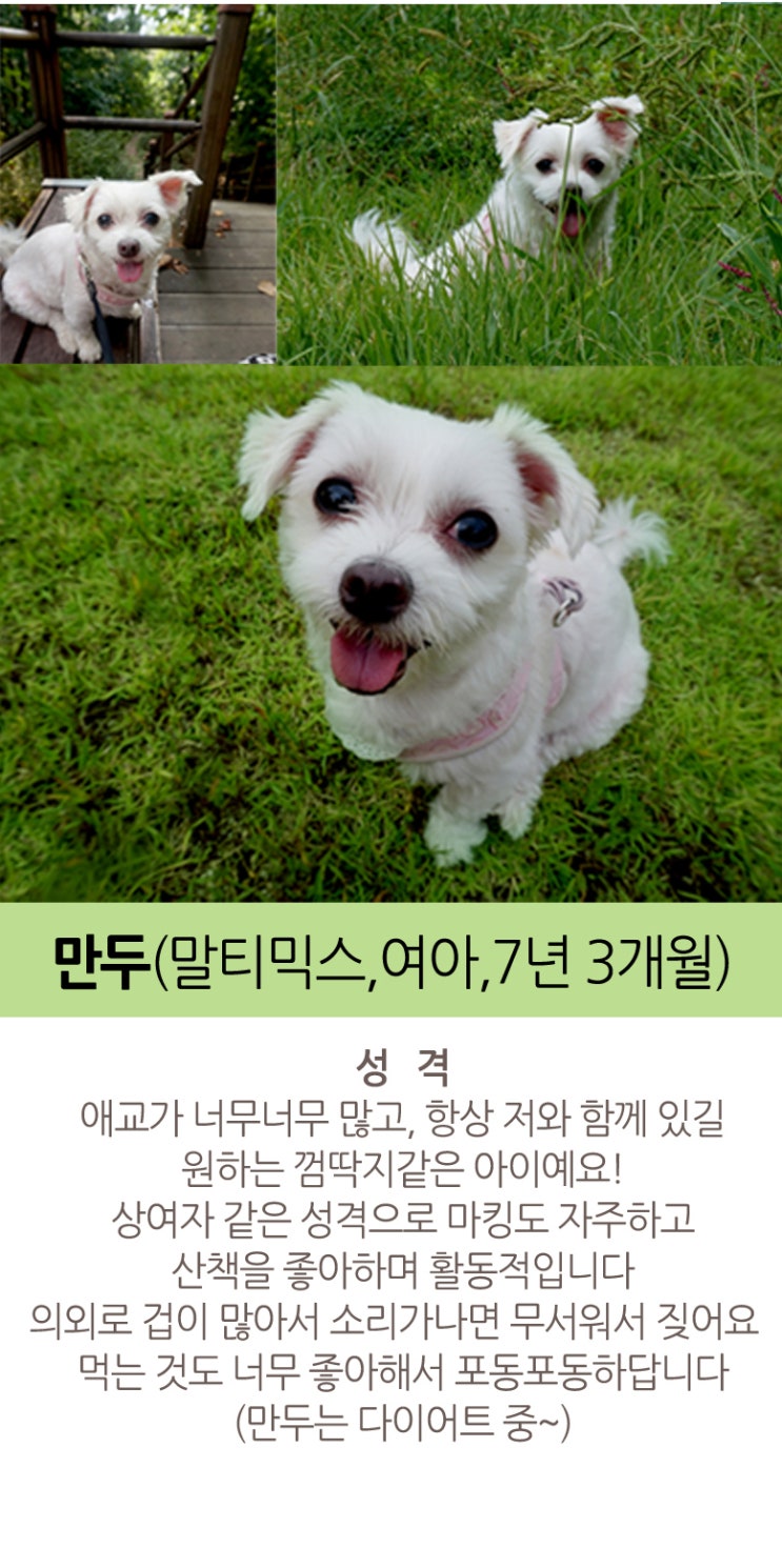  도그스킨의 반려견 만두와 깜지를 소개합니다 :D