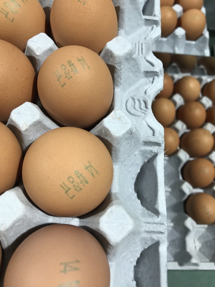 계란생산 은 이렇게 된다. 영주묵동농장 방문기