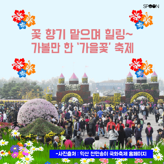  [정보] 꽃 향기 맡으며 힐링~ 가볼만 한 가을꽃 축제