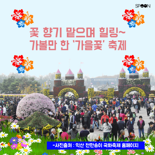 [정보] 꽃 향기 맡으며 힐링~ 가볼만 한 가을꽃 축제