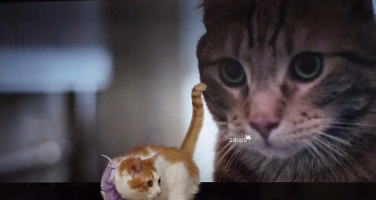 고양이힐링영화: 내 어깨위 고양이 밥