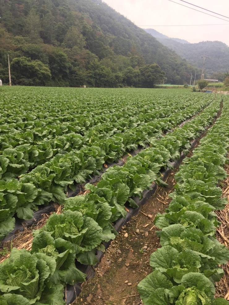  2017년 배추농사 절임배추가 되기위한 몸부림 맛있는 김치가 되고있는 몸부림