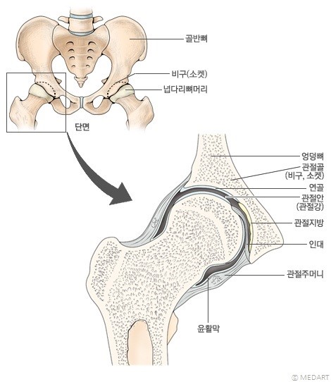 엉덩관절 hip joint