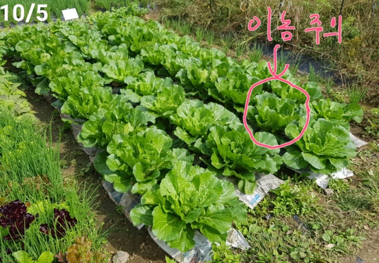  배추벌레 대신 진딧물 (10/1~10/7 ,6주)