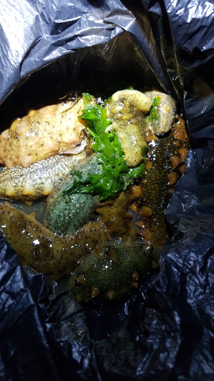  해삼 해루질 사냥~~ 적당히 먹을만큼~