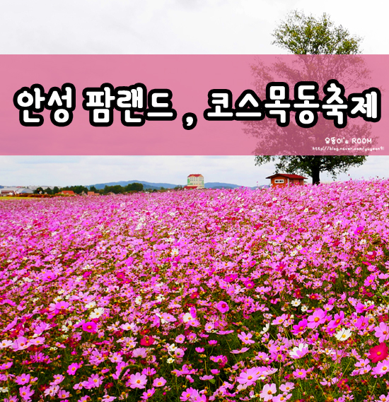  [안성팜랜드] 코스모스천국, 안성팜랜드 코스목동축제에 다녀왔어요 :D