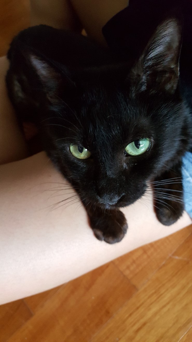 마산 애니멀 호더에게서 구조한 50여마리의 고양이들에게 손길을 내밀어주세요! 곧 쉼터가 폐쇄되어 아이들이 갈 곳이 없습니다 | 인스티즈