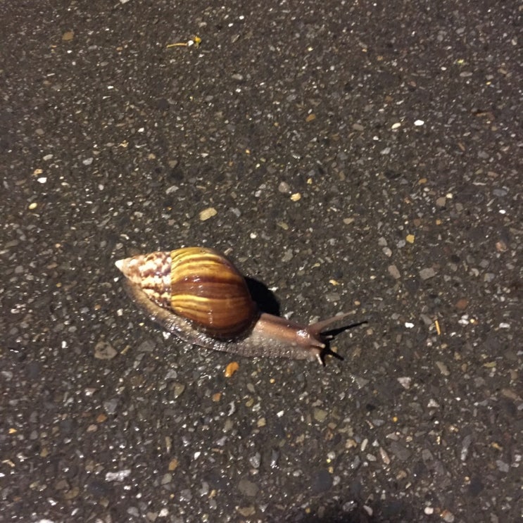  대왕 달팽이 발견