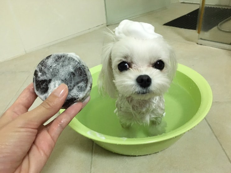  강아지천연비누 부드러운 털 대박 후기!!!