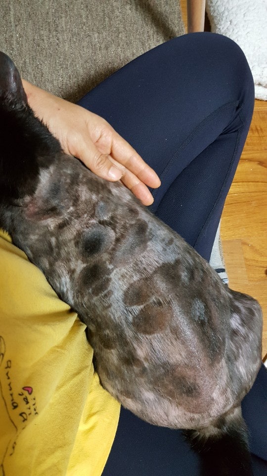 마산 애니멀 호더에게서 구조한 50여마리의 고양이들에게 손길을 내밀어주세요! 곧 쉼터가 폐쇄되어 아이들이 갈 곳이 없습니다 | 인스티즈