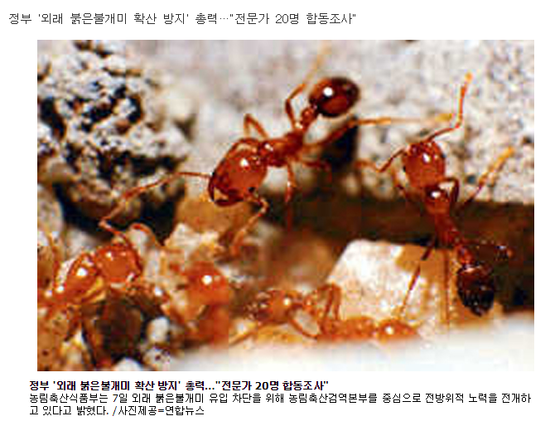 외래붉은불개미 공포, 조심조심해야겠네요