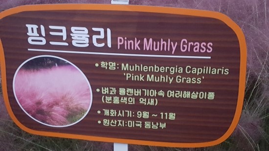  경주 첨성대 핑크뮬리