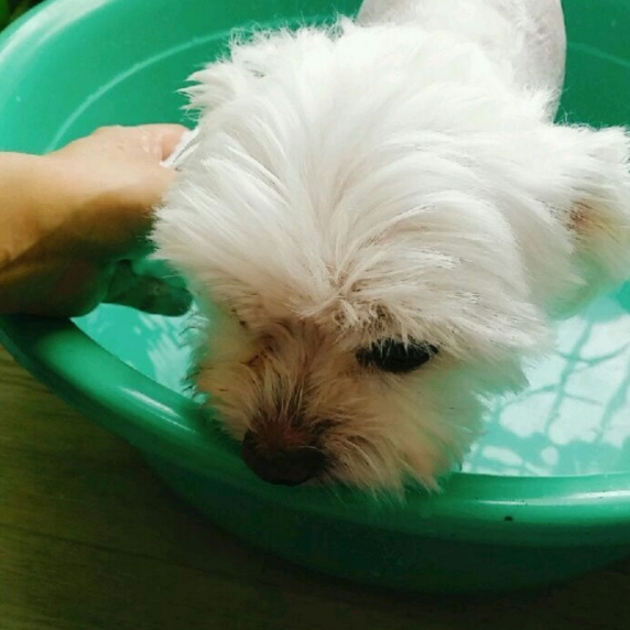  도그스킨 엘라스틴 찰랑비누 사용 후 이렇게 달라요!