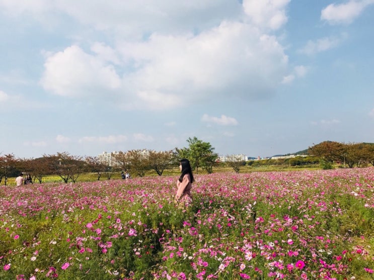  안산 나들이 장소 추천: 화랑유원지 정원문화박람회! (Feat.코스모스,해바라기)