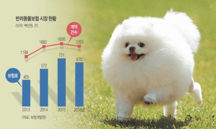 반려동물 1000만… 보험시장은 걸음마 반려동물 1000만… 보험시장은 걸음마