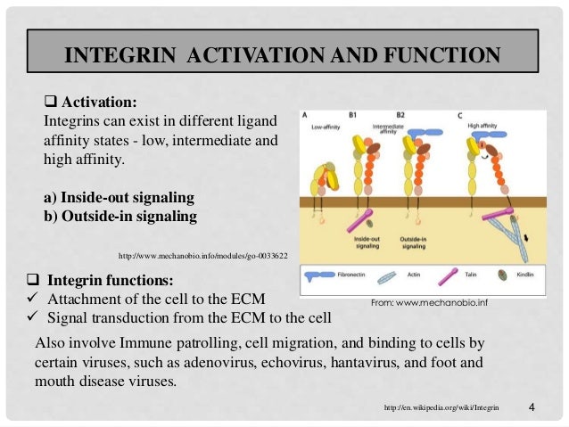 Integrin 의 구조 : 네이버 블로그