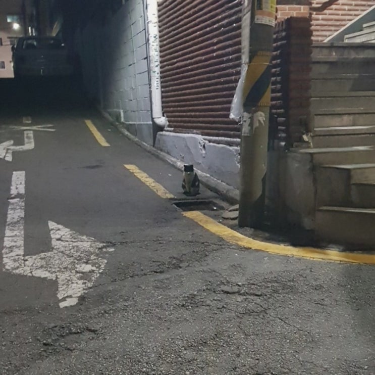  20171010 일상; 고양이냐 망부석이냐