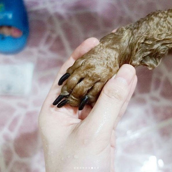  천연유기농 강아지 습진 발비누 사용후기 :)