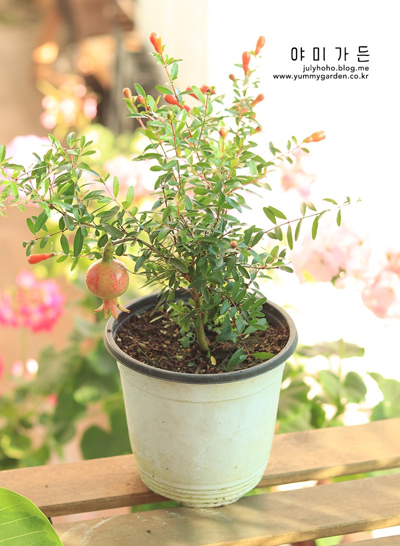 집에서 애기 석류나무 키우기 : 네이버 블로그