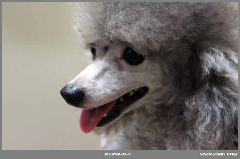 그레이 실버 푸들 품종 및 성격 털갈이 그루밍 스타일