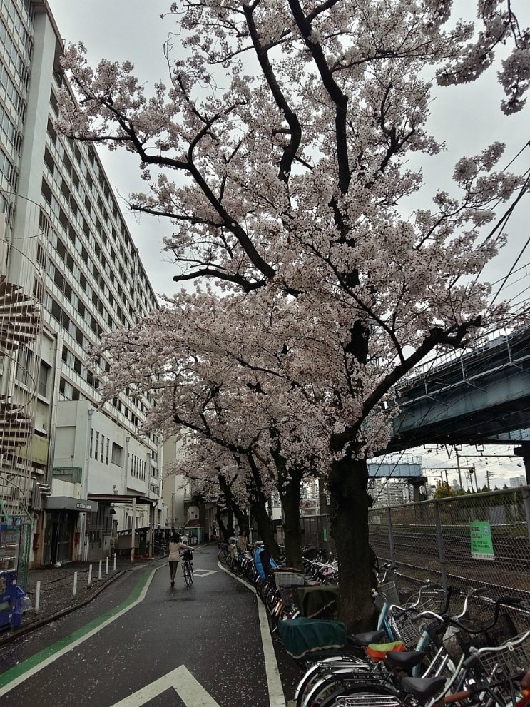  <20170404~08> 일본, 도쿄 -4-