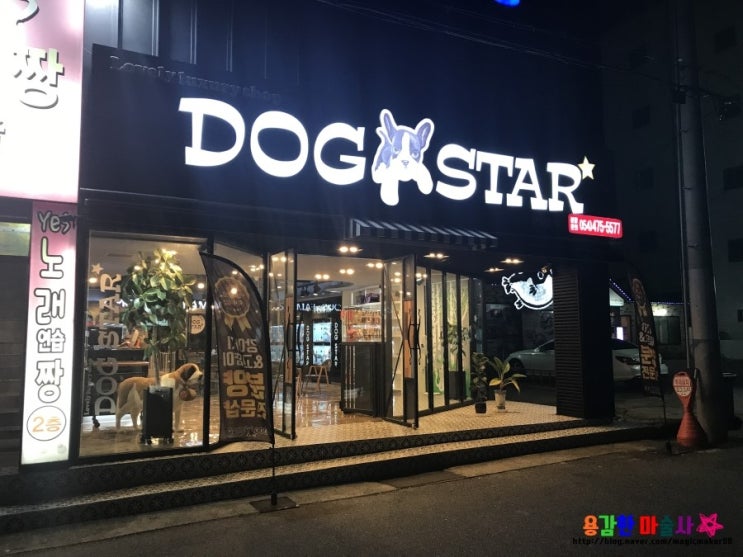  구미강아지분양 ~!! 도그스타 최고최고!
