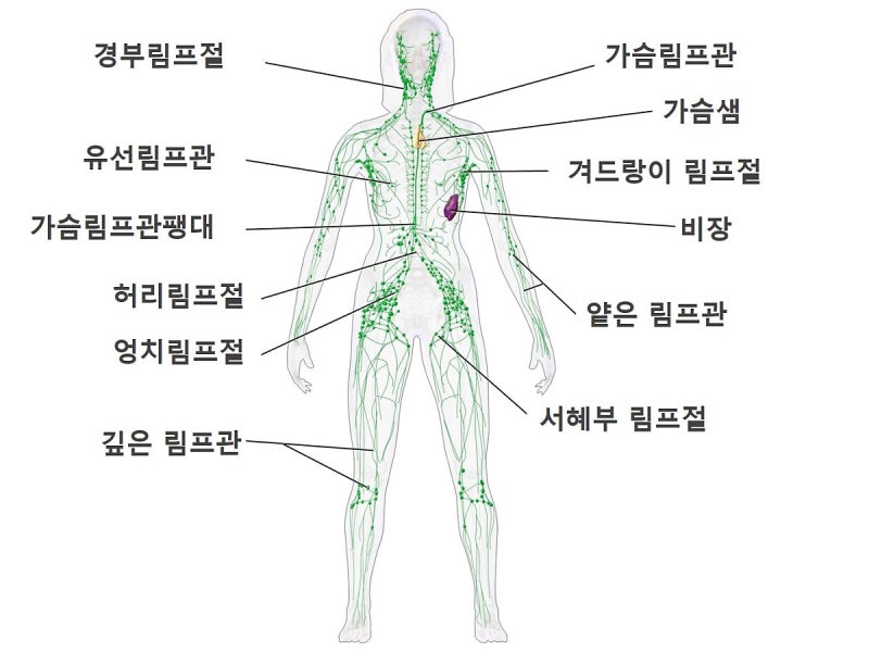 내 몸 안의 겸손한 슈퍼 히어로, 림프관 : 네이버 블로그